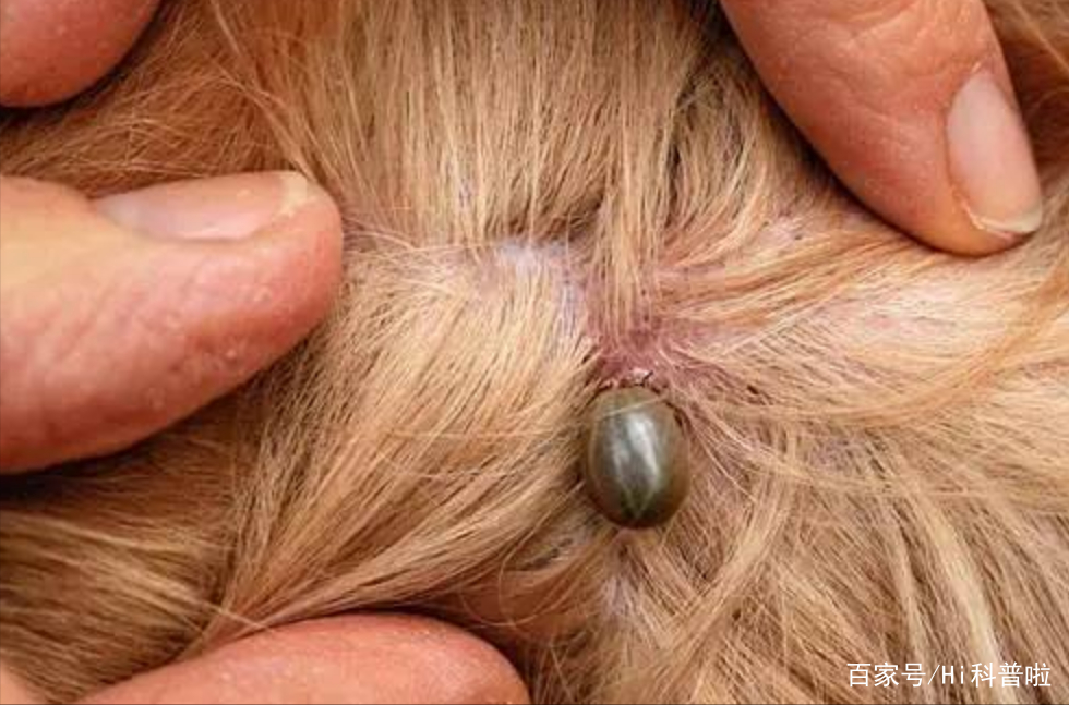 牛蜱对人有危害吗,怎么才能彻底去掉