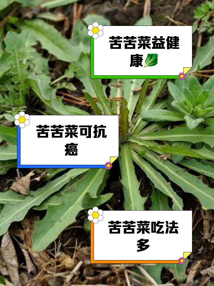 苦菜的功效与作用是什么?