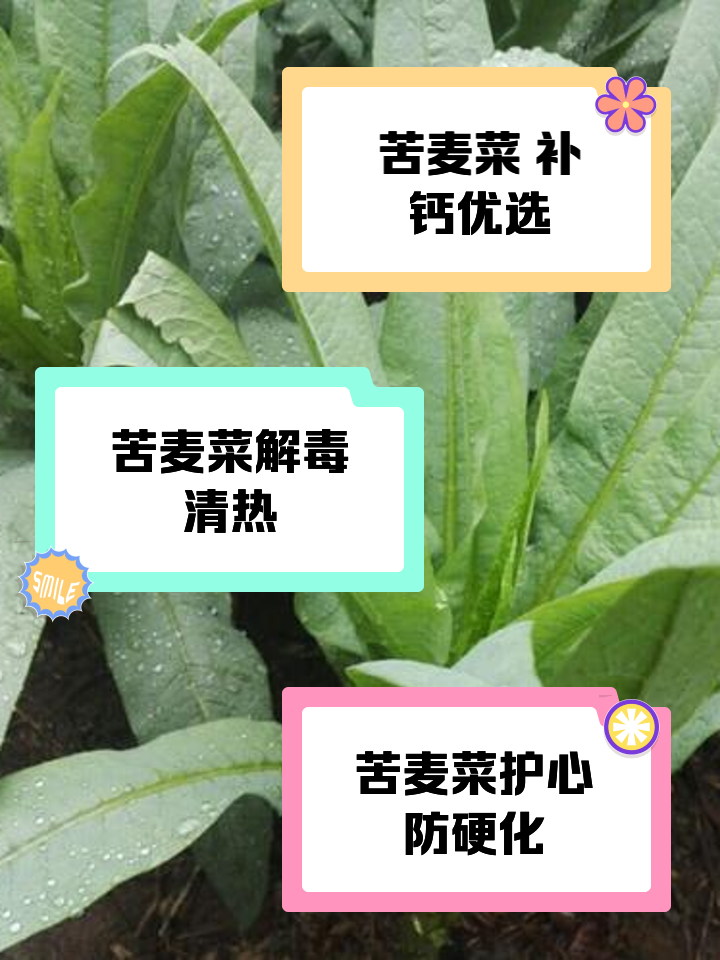 苦菜的功效与作用是什么?