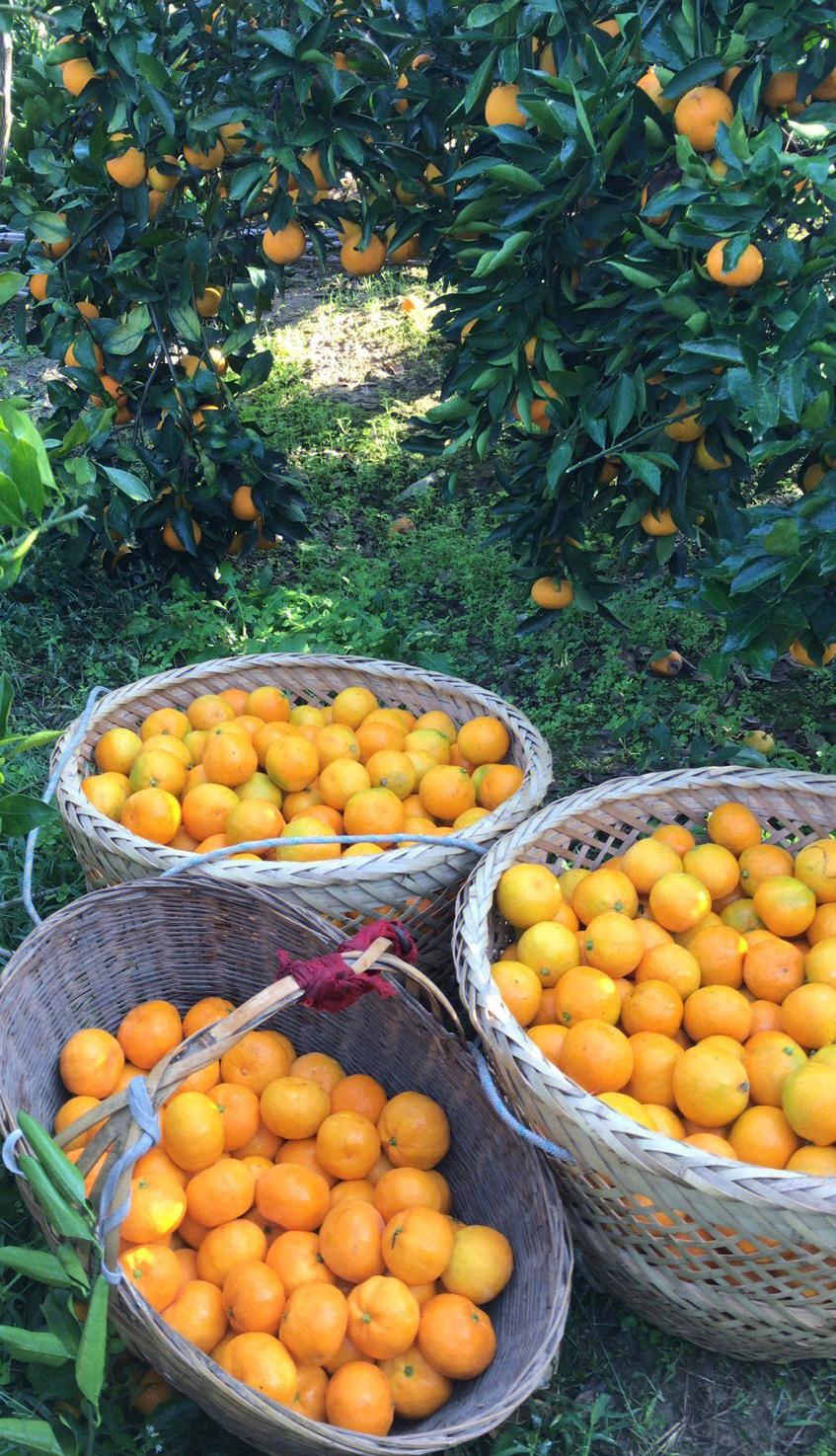 孕妇可以吃橘子吗?