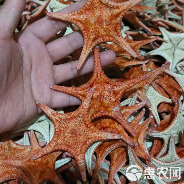 海星泡酒能有那些疗效