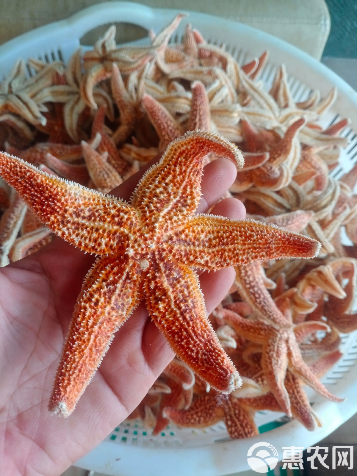 海星泡酒能有那些疗效