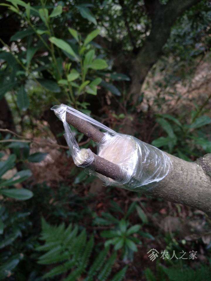 从后面插入是不是可以插的最深