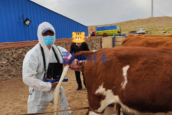 b超可以检查些什么