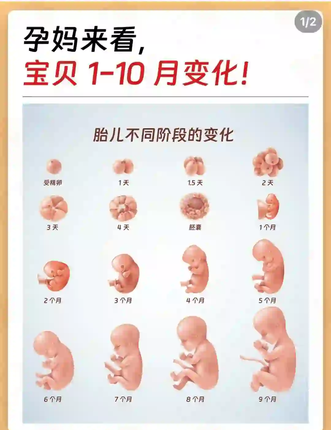 怀孕10天有哪些症状