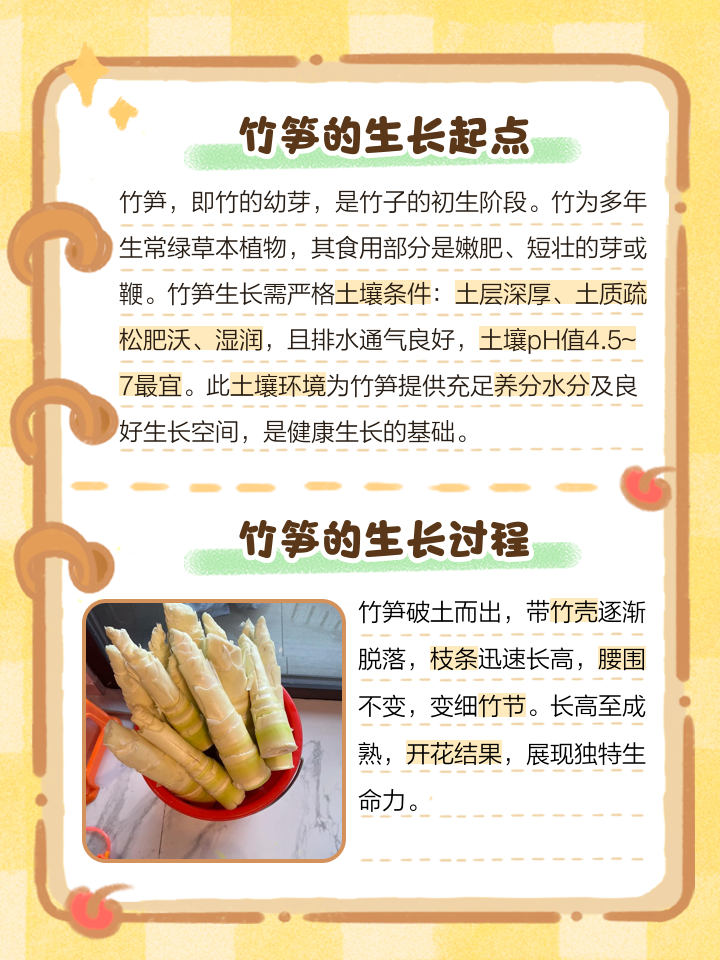 竹笋的营养价值及功效