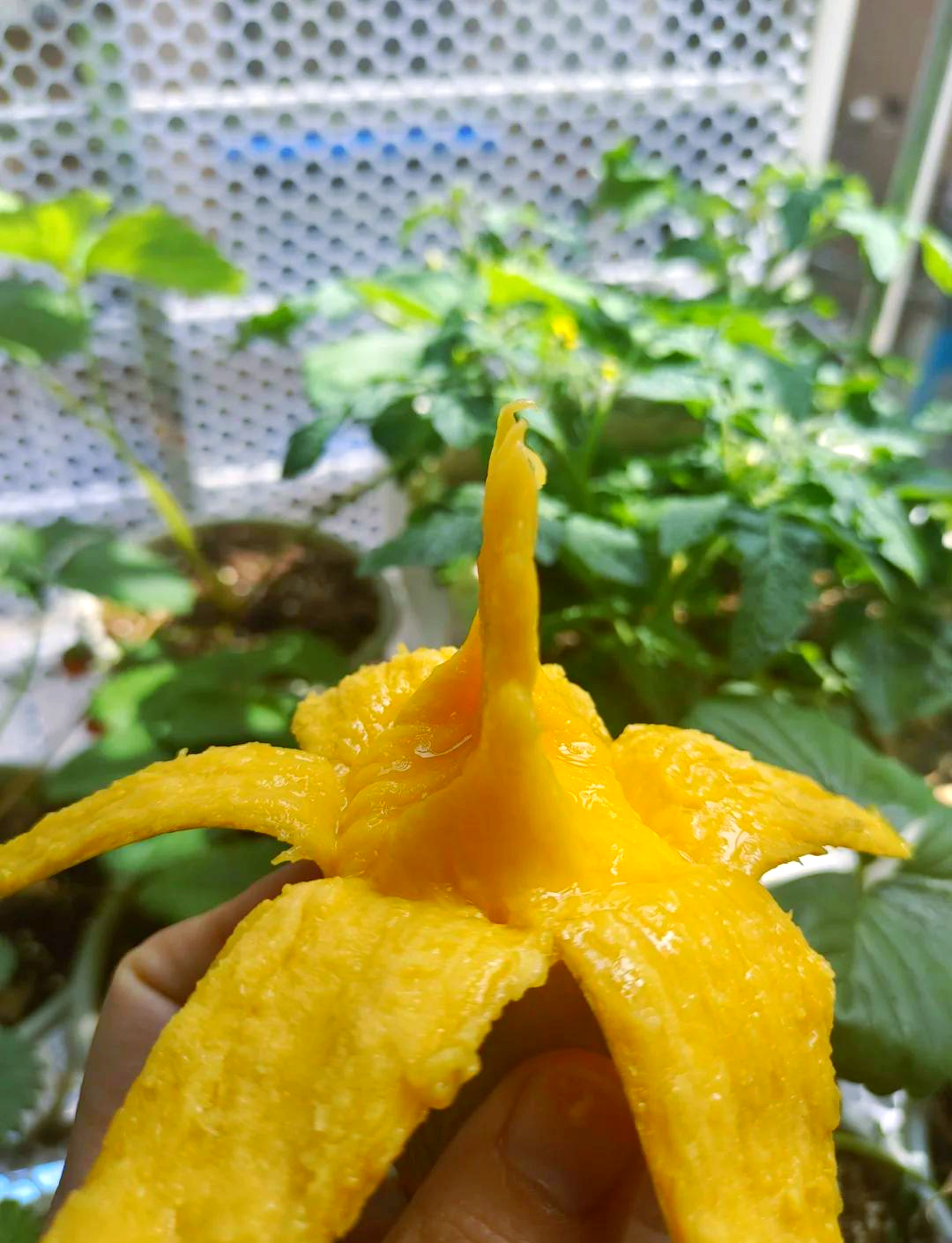 坐月子期间可以吃芒果吗?