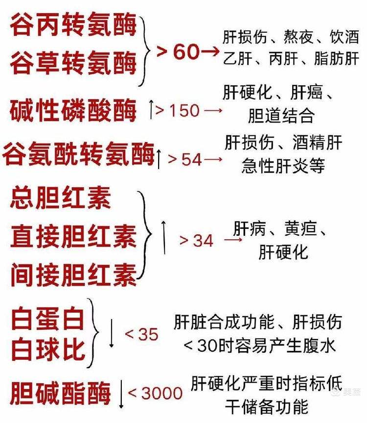 肝脏有哪些功能