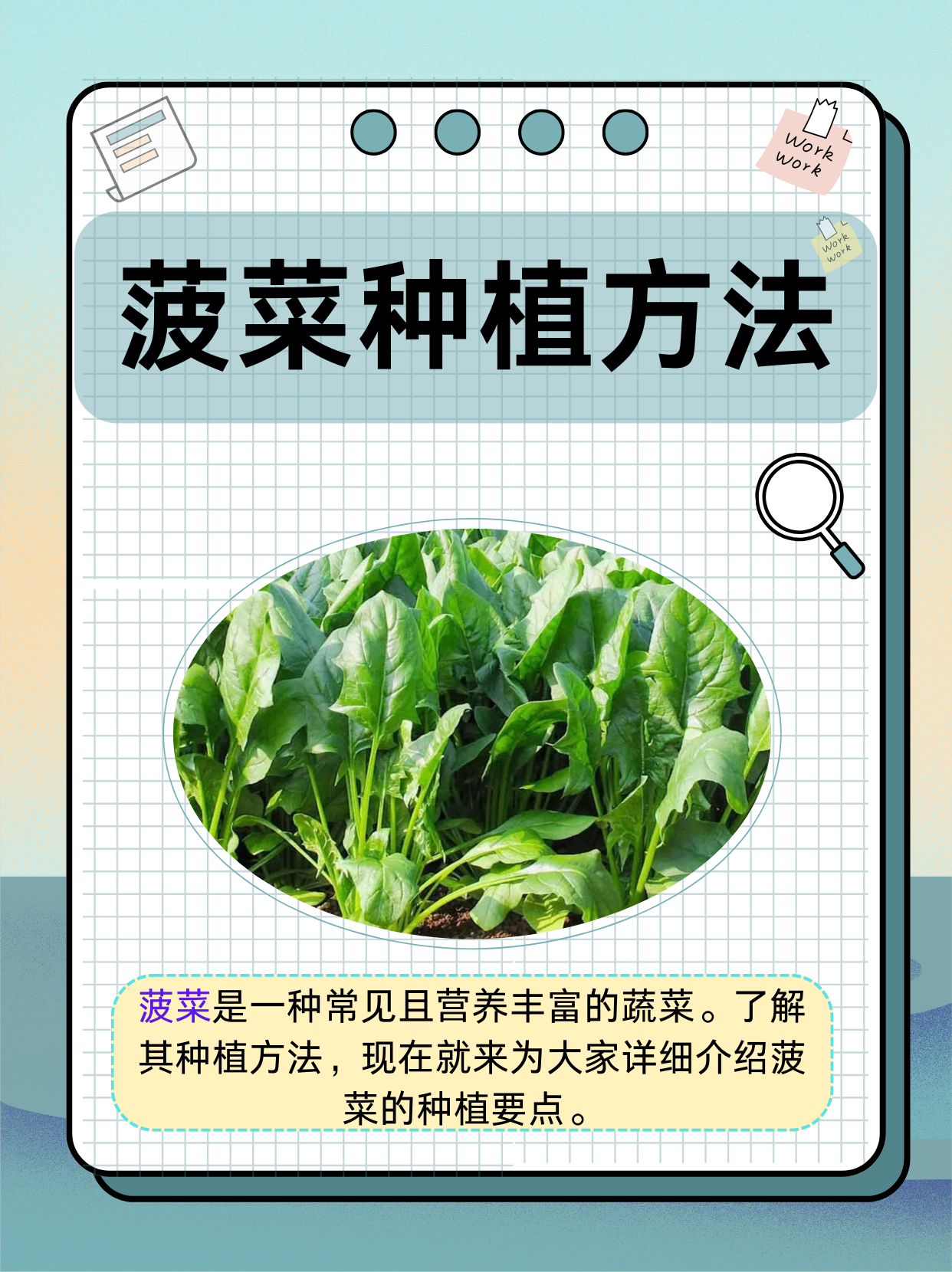 菠菜有什么营养价值