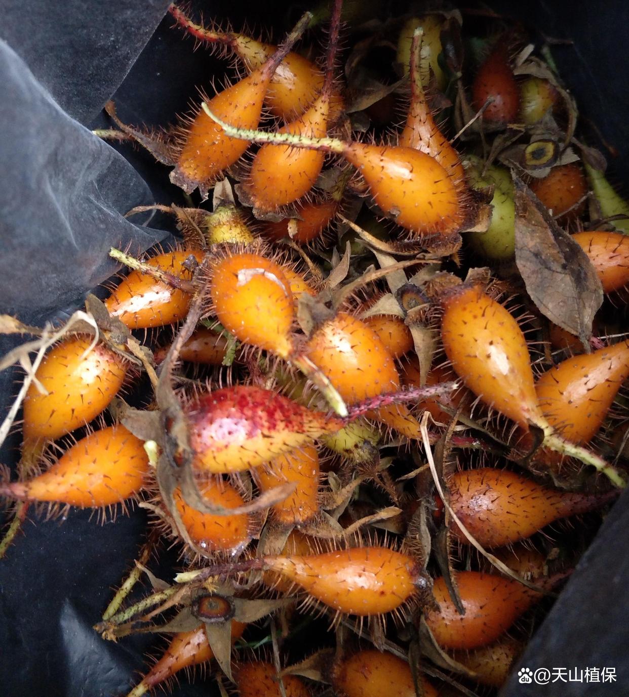 金樱子的作用与功效