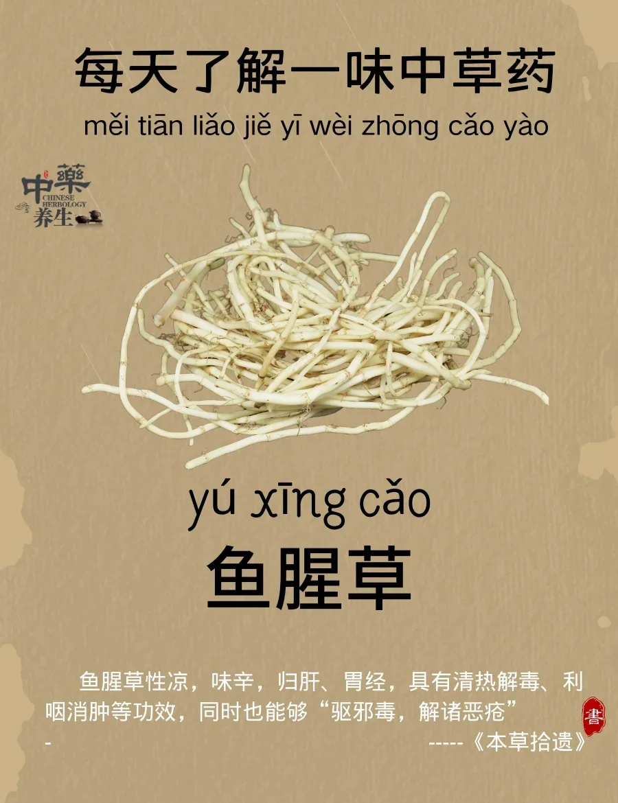 折耳根的功效与作用