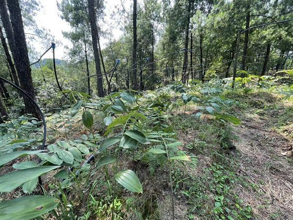 林下能够种植的中药材