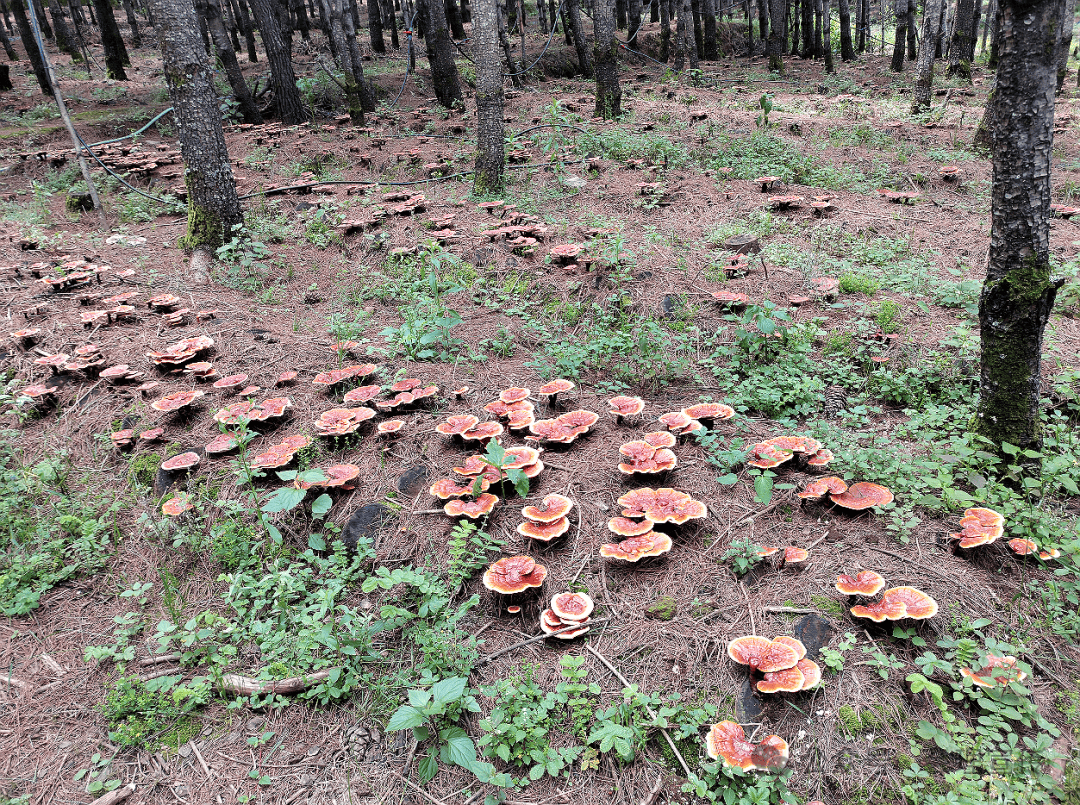 林下能够种植的中药材