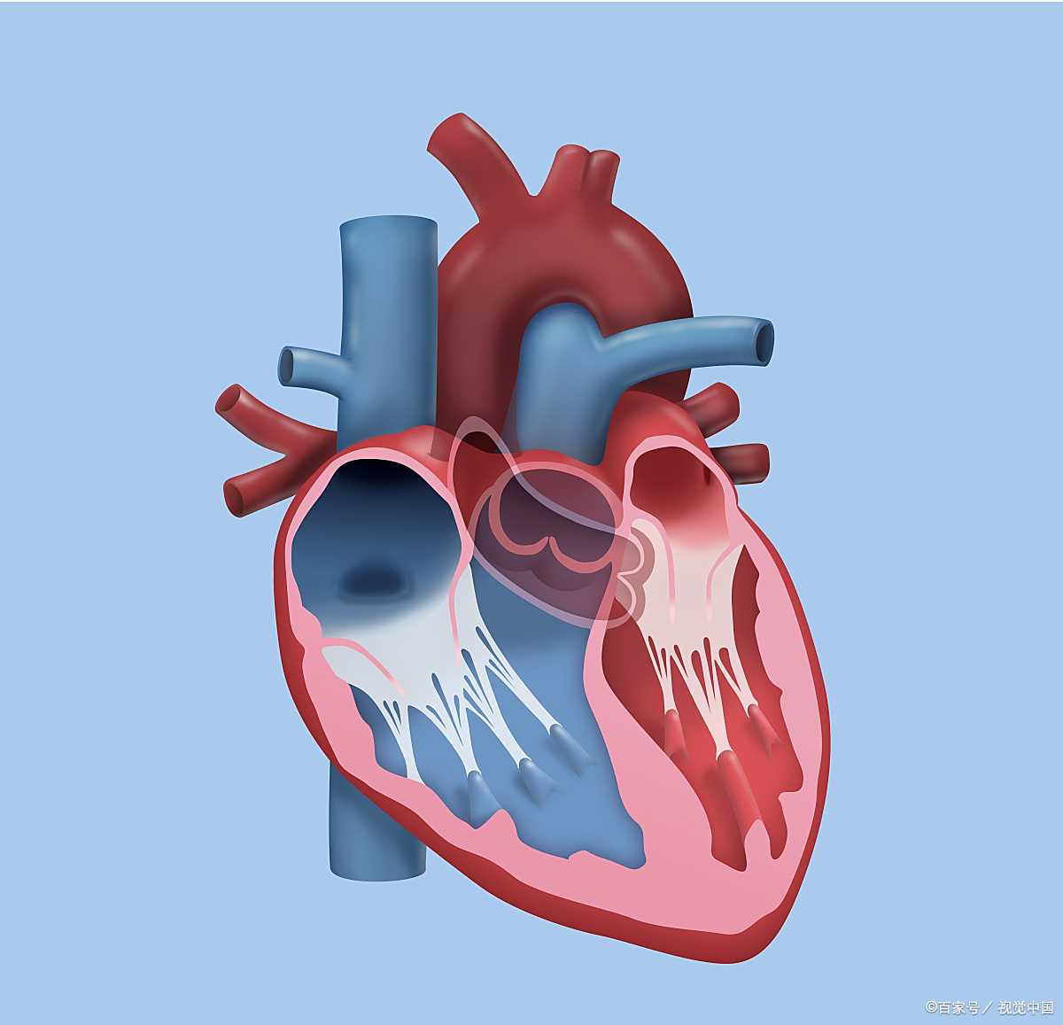 二尖瓣狭窄是什么意思