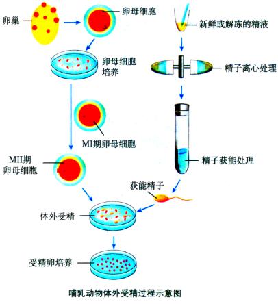 请问精子进入子宫有什么感觉吗