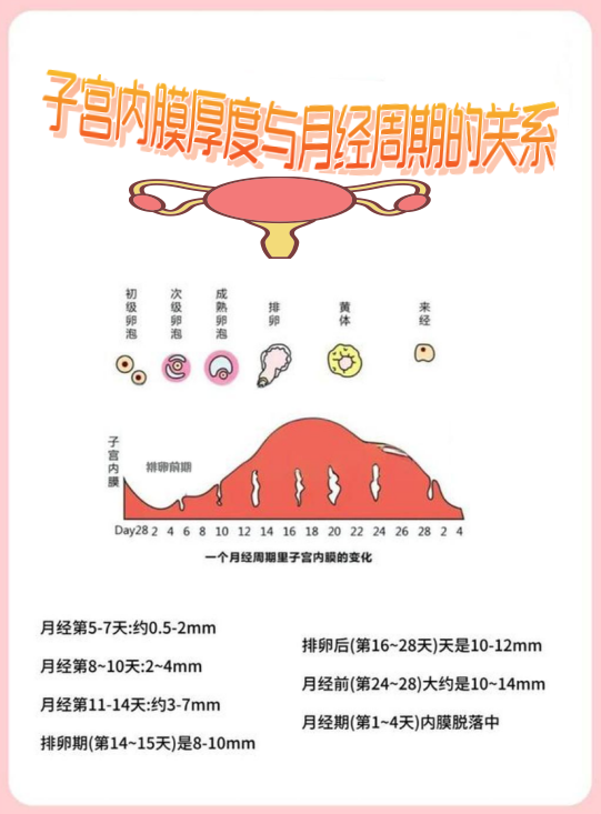 子宫壁厚是什么原因造成?