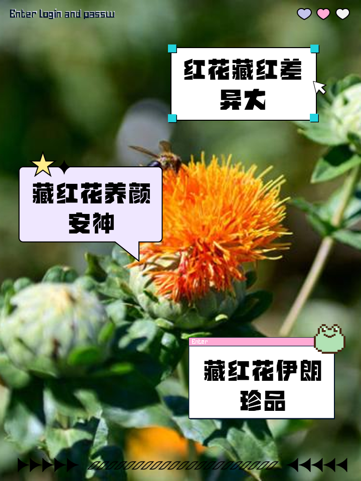 藏红花的副作用