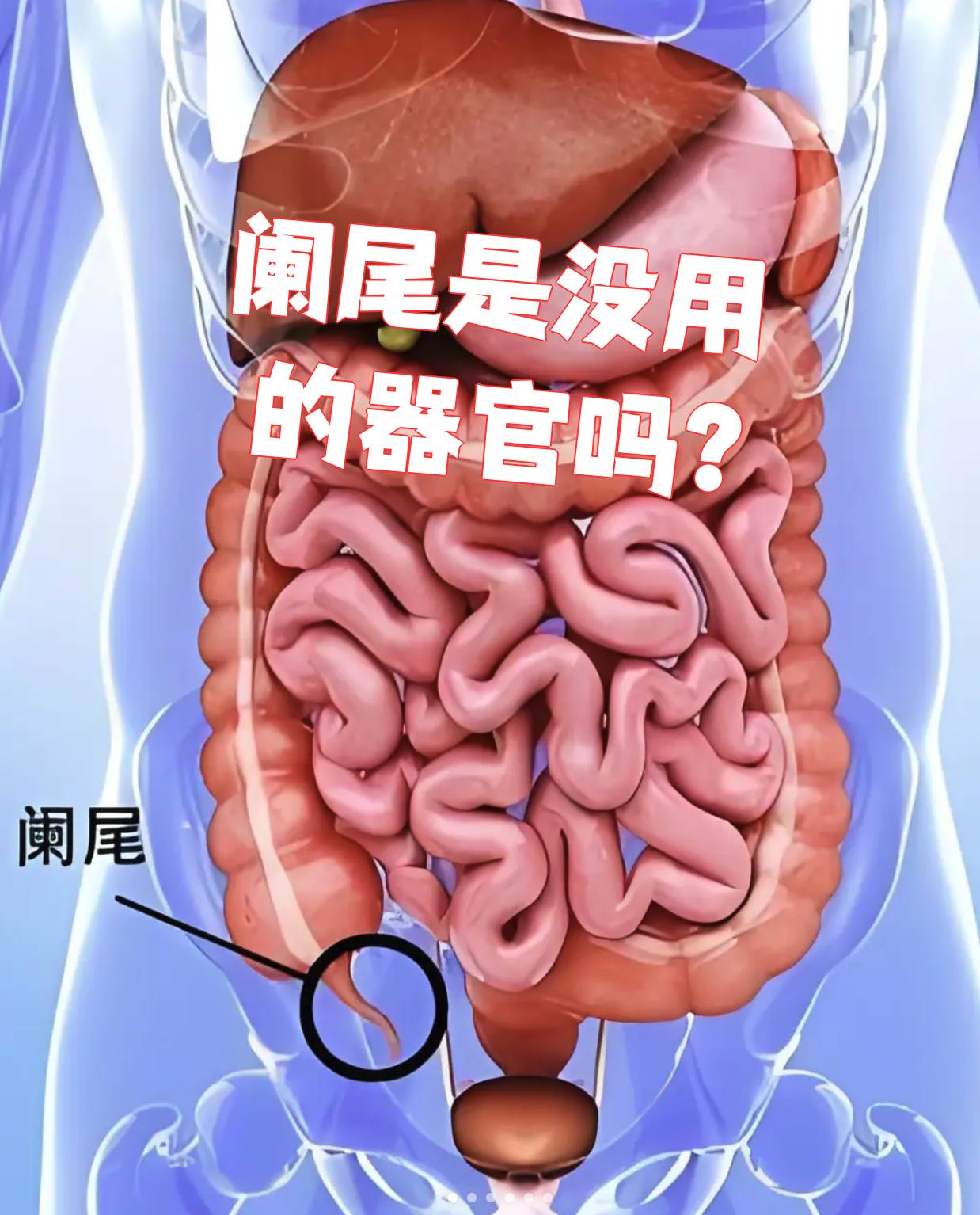 阑尾在左边还是右边?