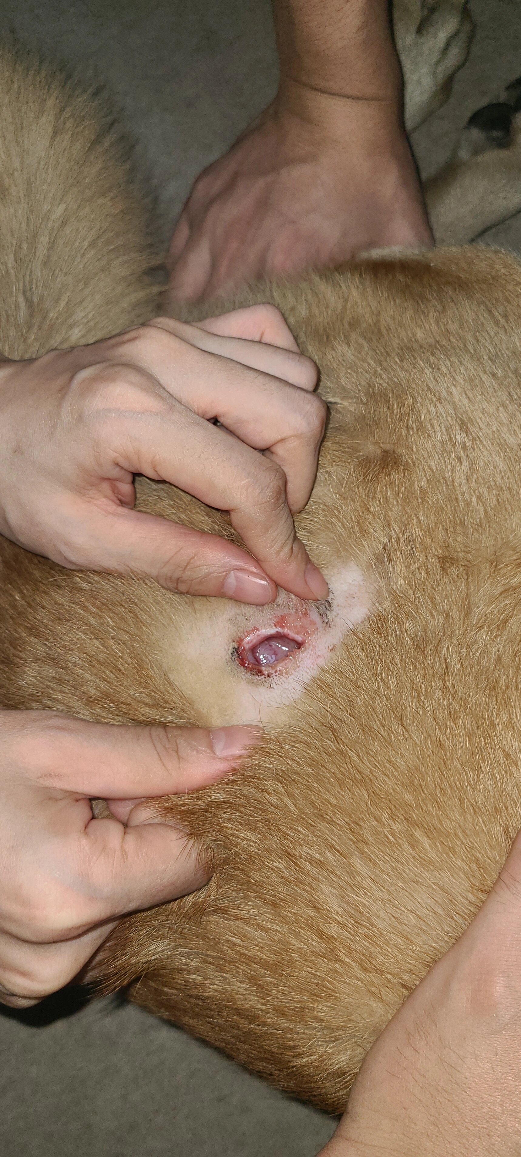 这种伤口是被小狗咬的伤口吗