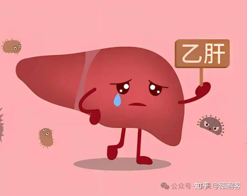 乙肝大三阳会死吗