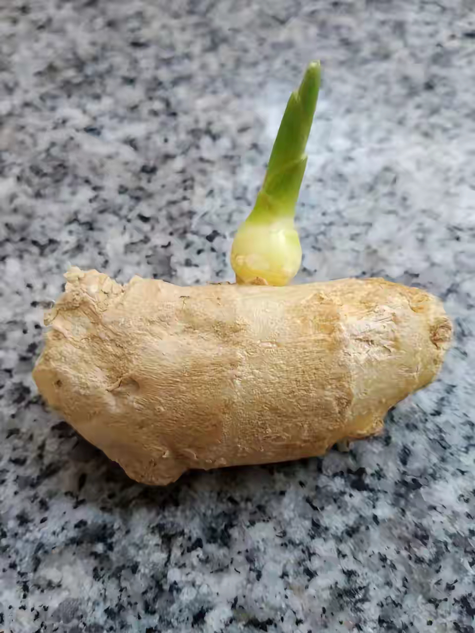 生姜发芽能吃吗