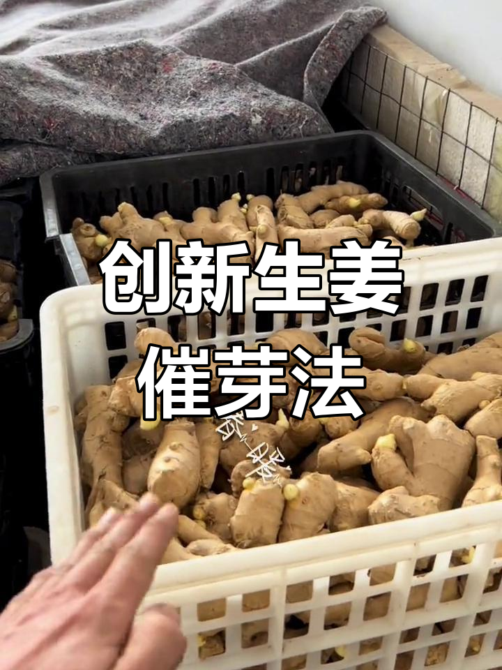 生姜发芽能吃吗