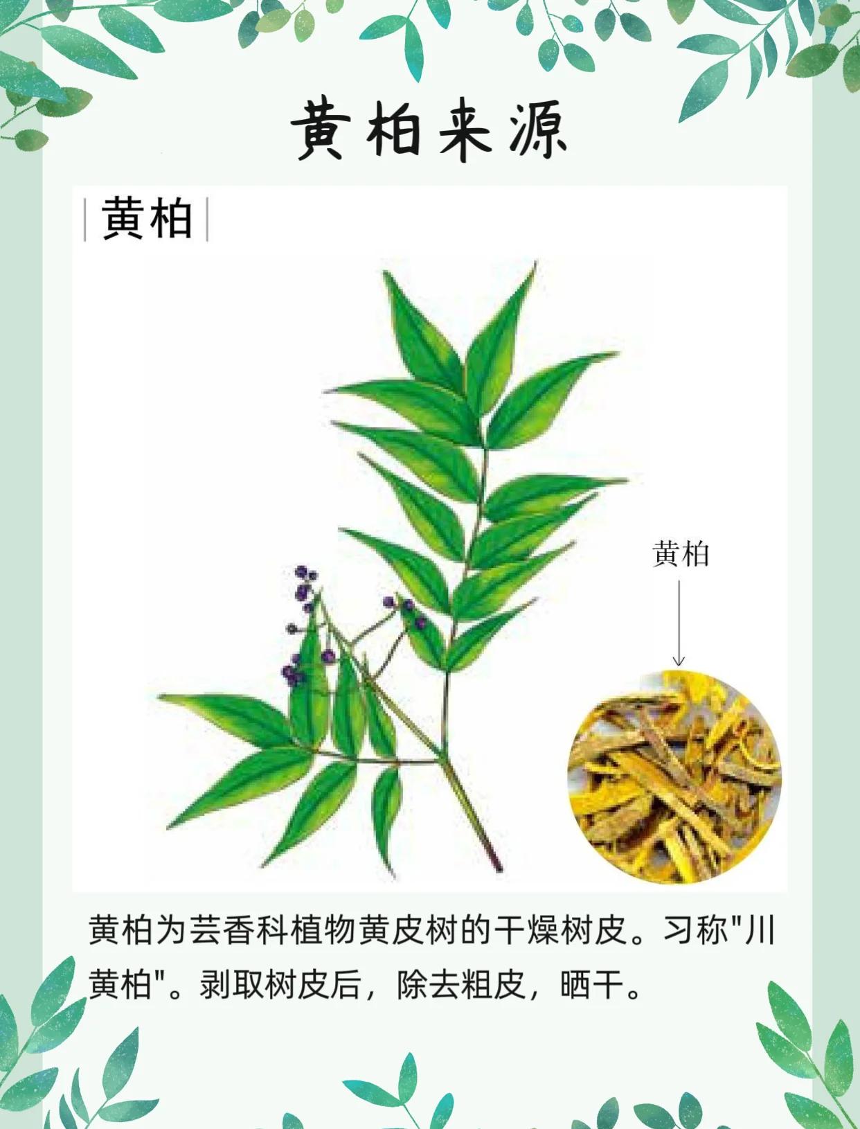 黄柏的功效与作用