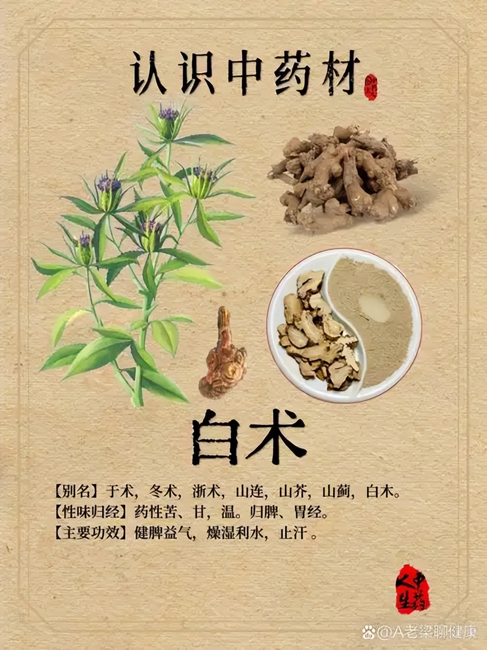 治疗鼻炎的中药有哪些