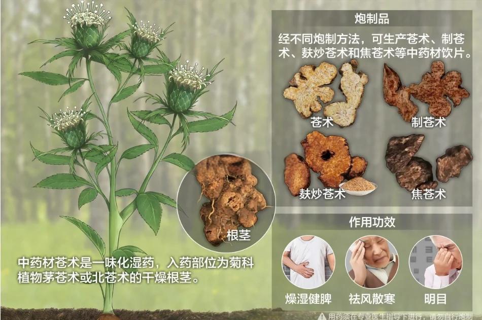 祛湿的中药有哪些