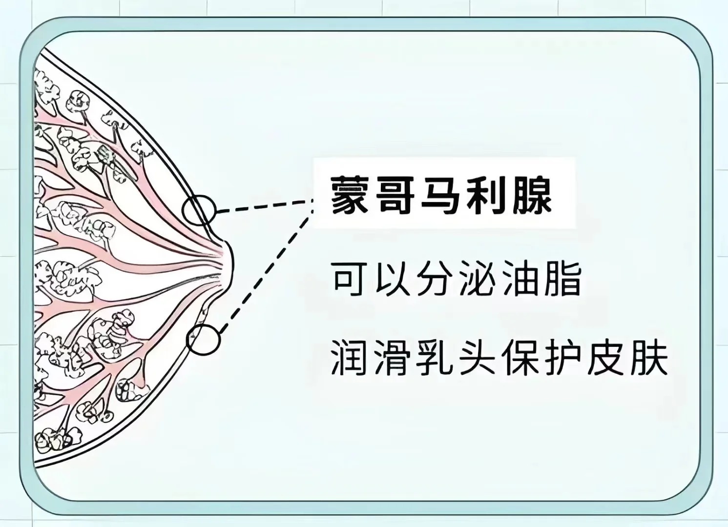 右侧乳头上长了个小肉粒