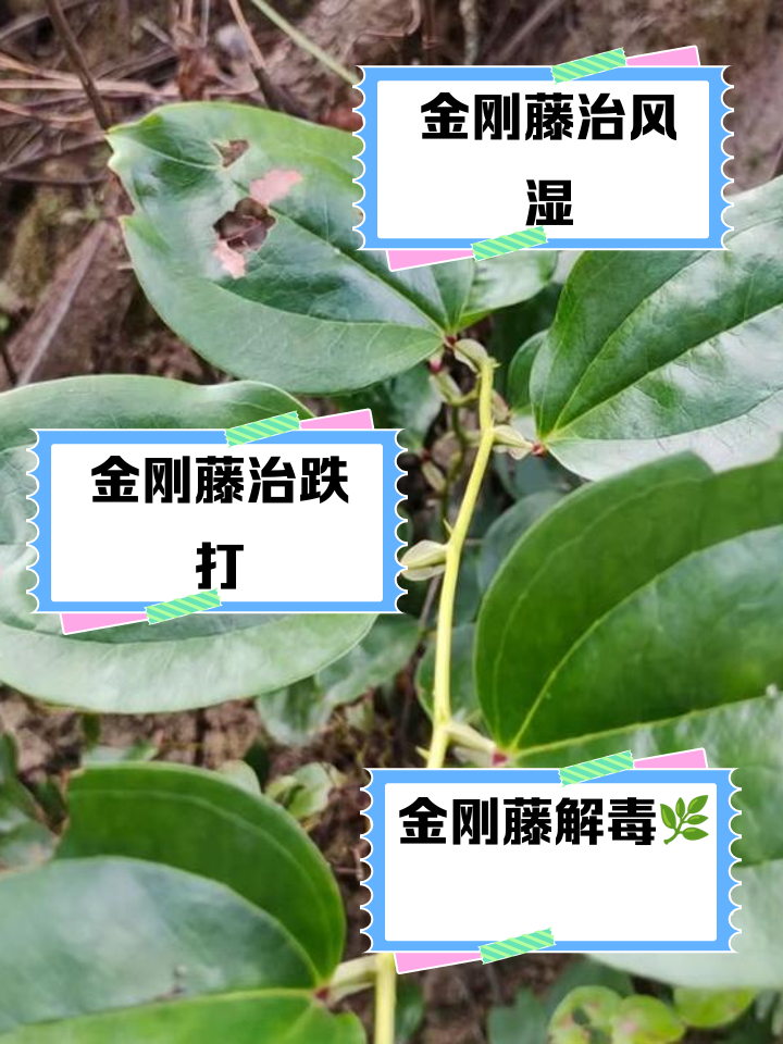 金刚藤胶囊的功效