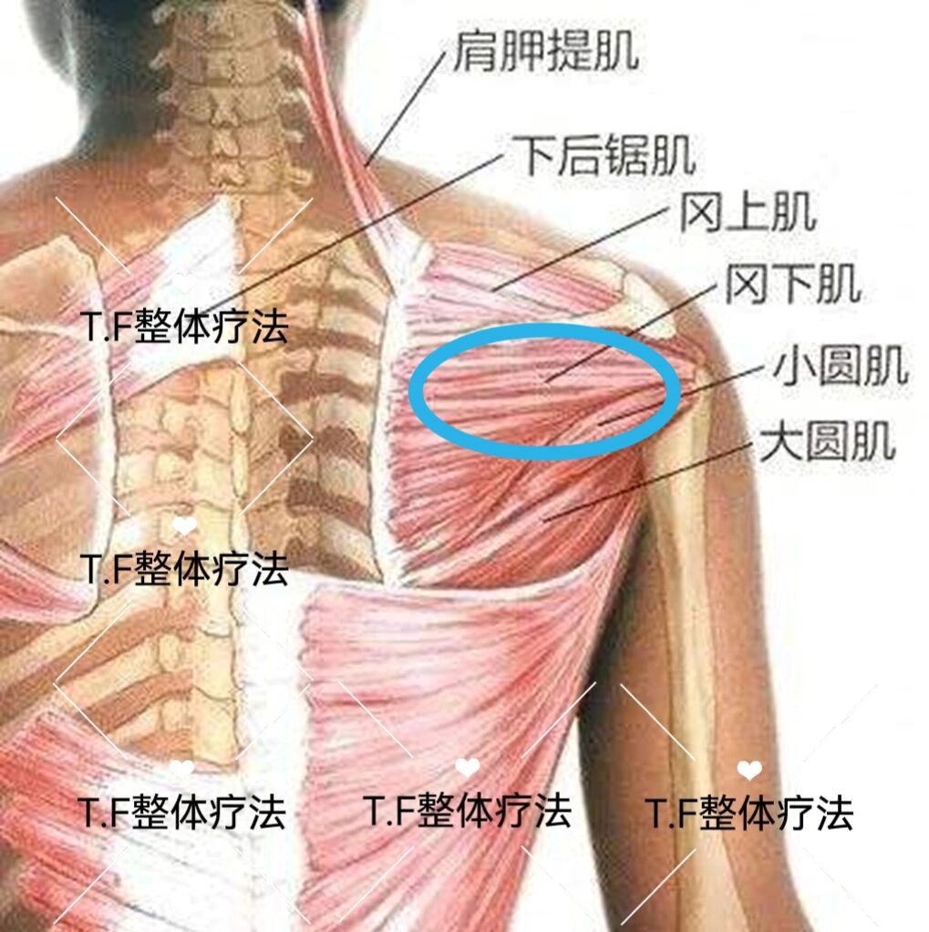 冈下肌的解剖位置