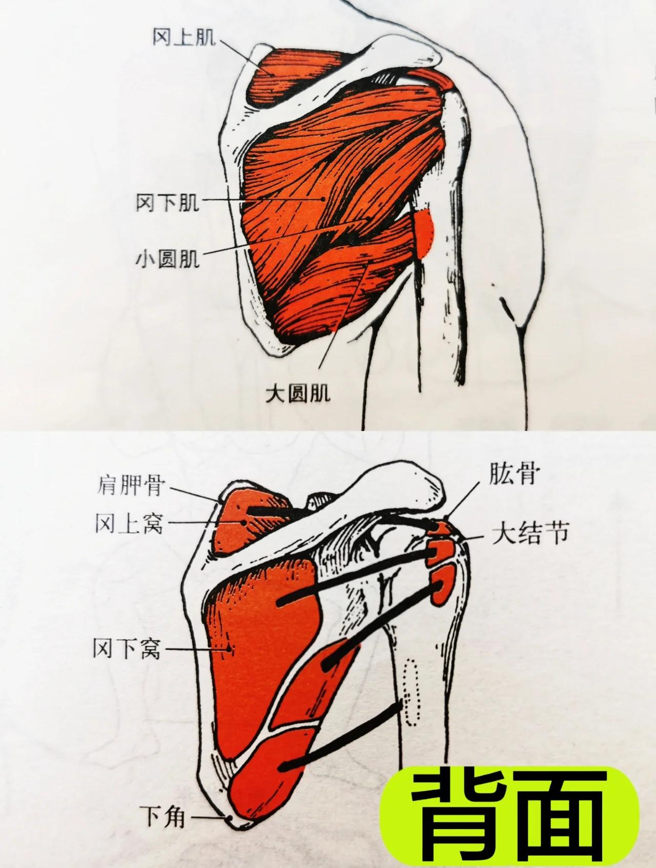 冈下肌的解剖位置