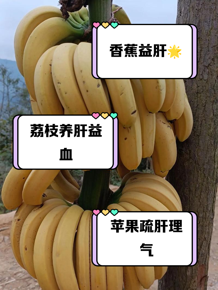 脂肪肝什么水果不能吃