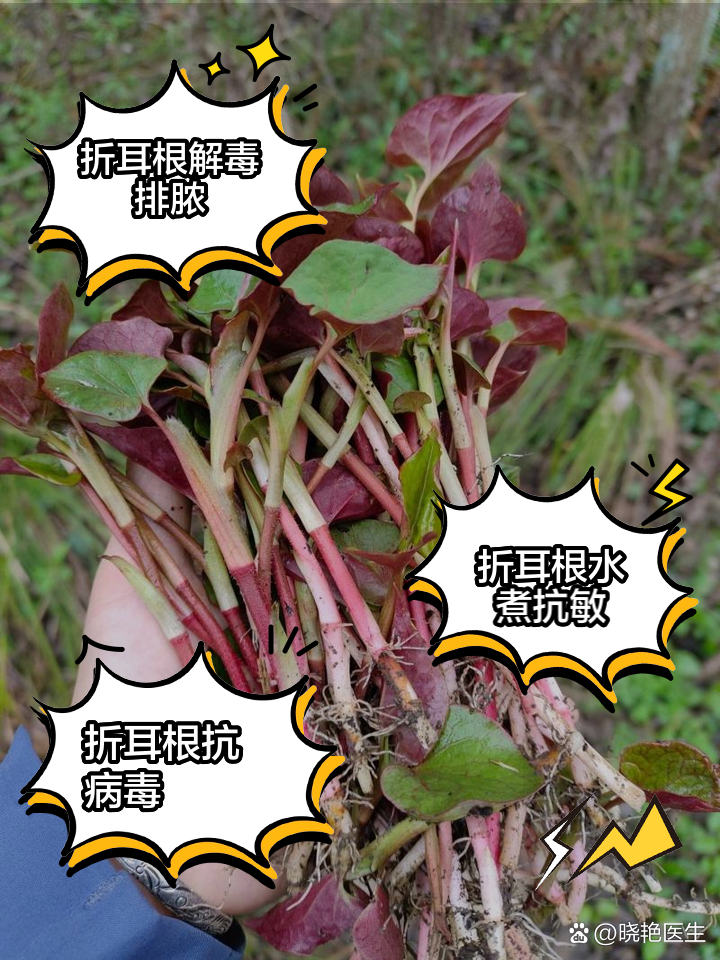 鱼腥草泡水喝的作用和副作用