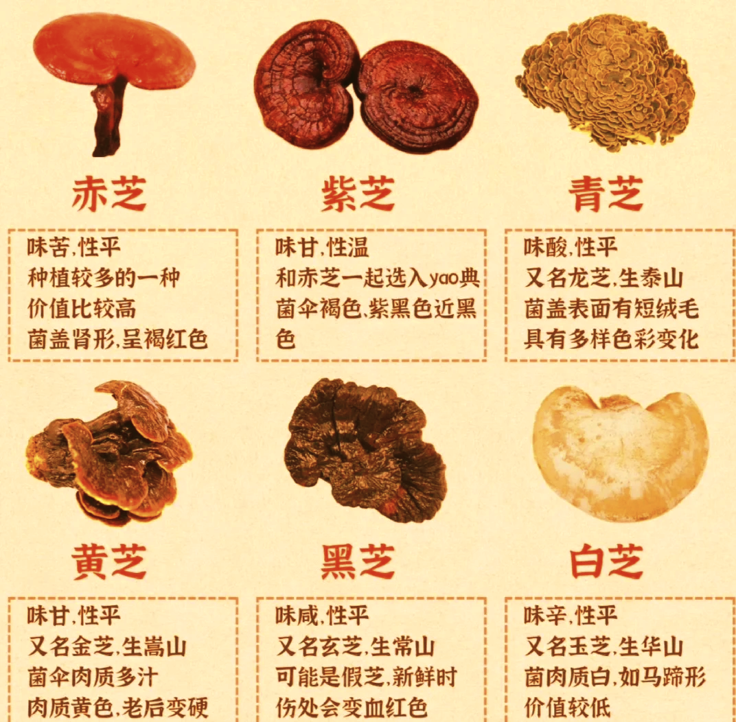 紫灵芝的价钱是多少啊