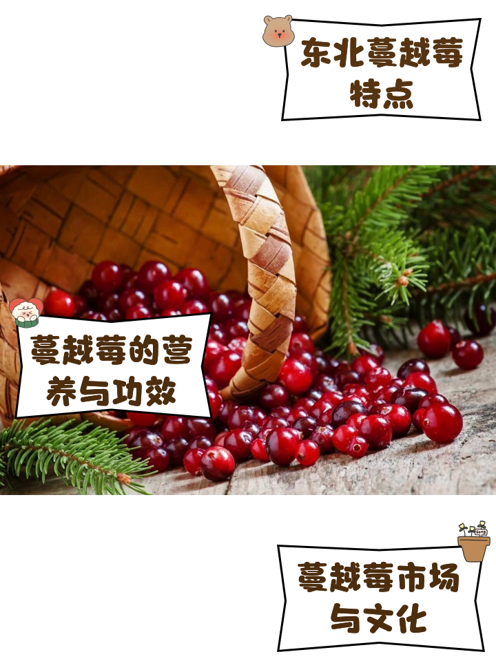 蔓越莓治疗宫颈糜烂的功效