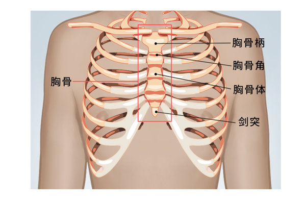 肋骨在什么位置腹部有肋骨吗