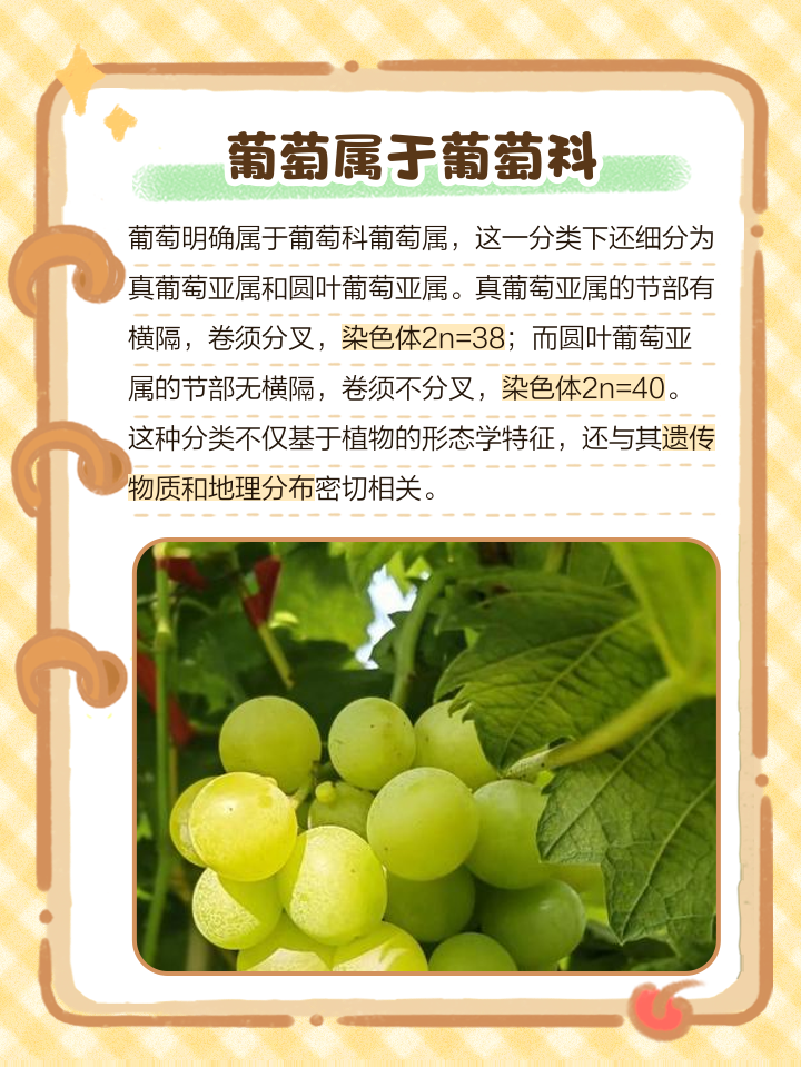 怀孕可以吃葡萄吗