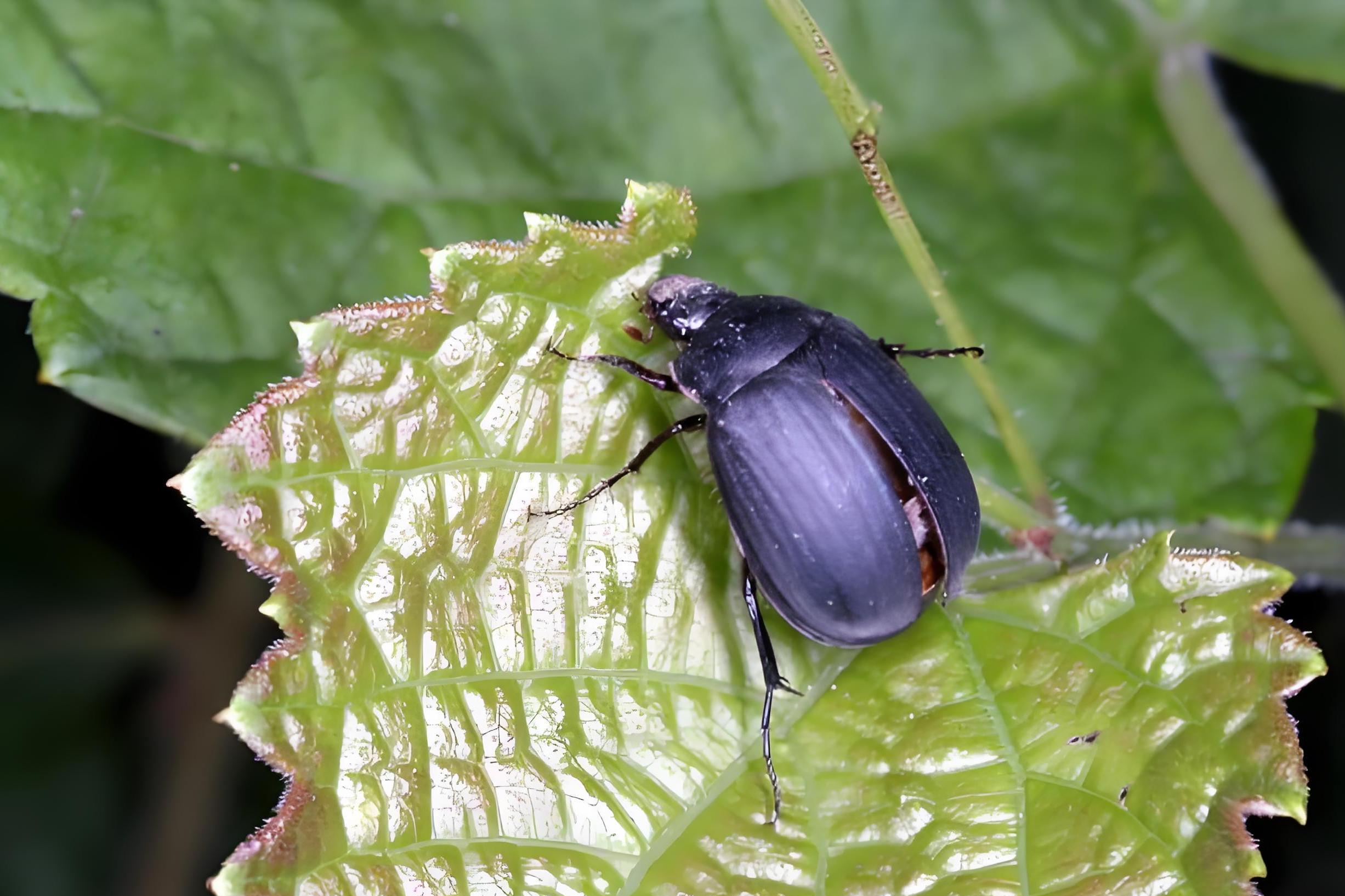 请问金龟子是什么样的生长在哪里的