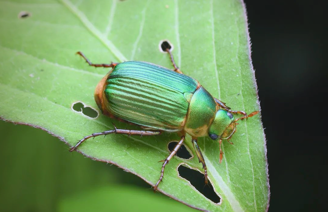 请问金龟子是什么样的生长在哪里的