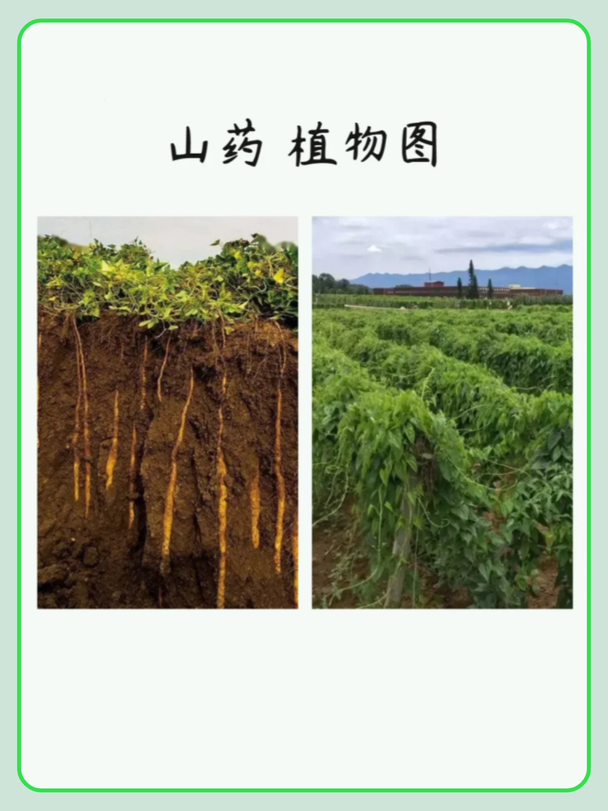 哪些人不宜吃山药