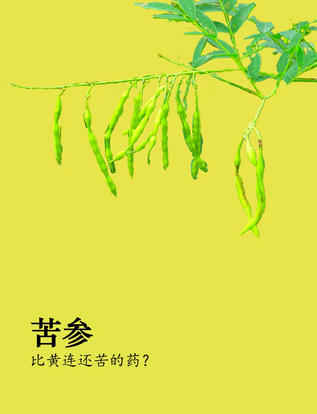 苦参的功效与作用