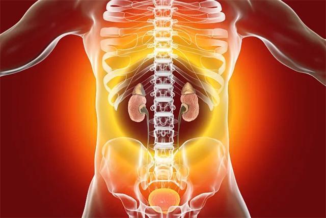 肾在哪个位置图