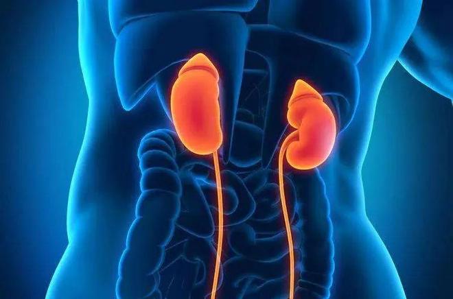 肾在哪个位置图