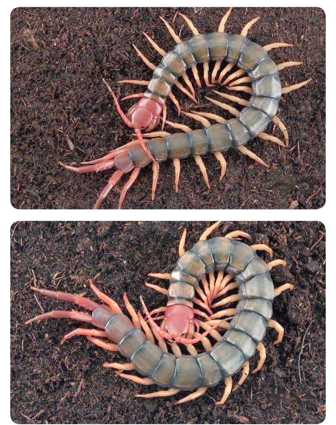 中药蜈蚣的功效与作用