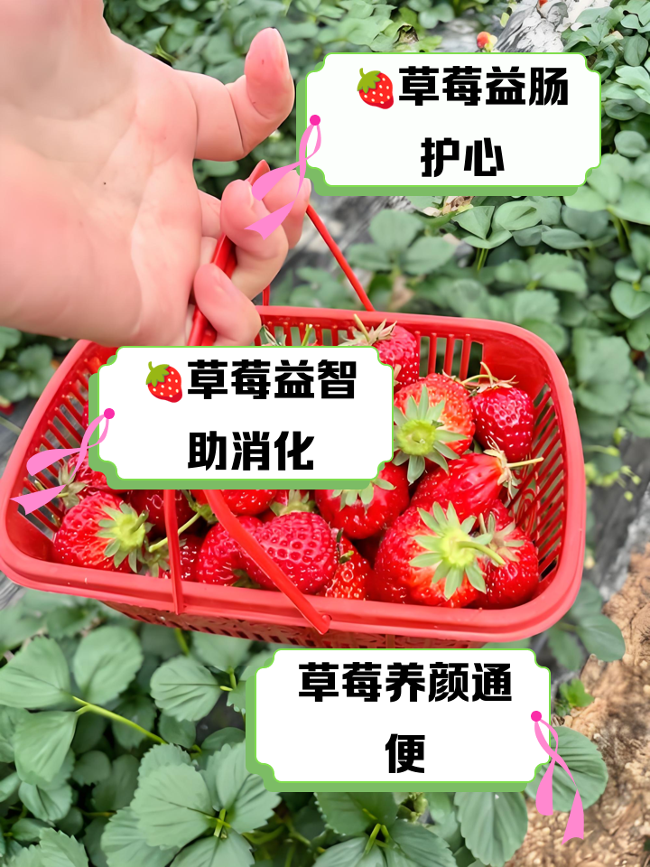 做月子可以吃草莓吗..