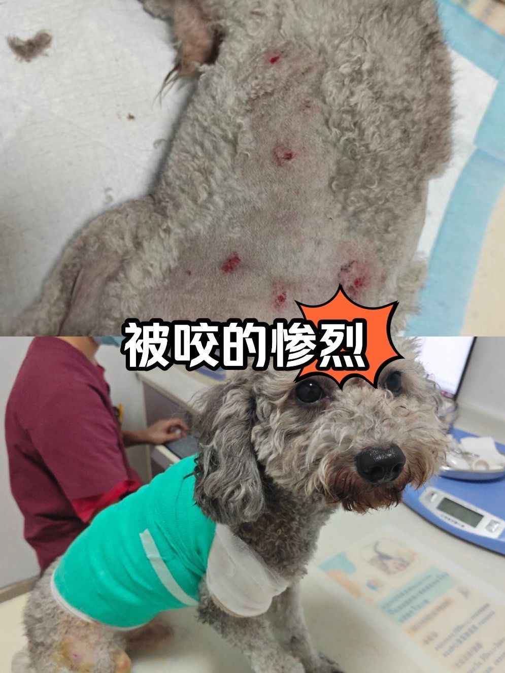 怎么判断是否被狗咬了