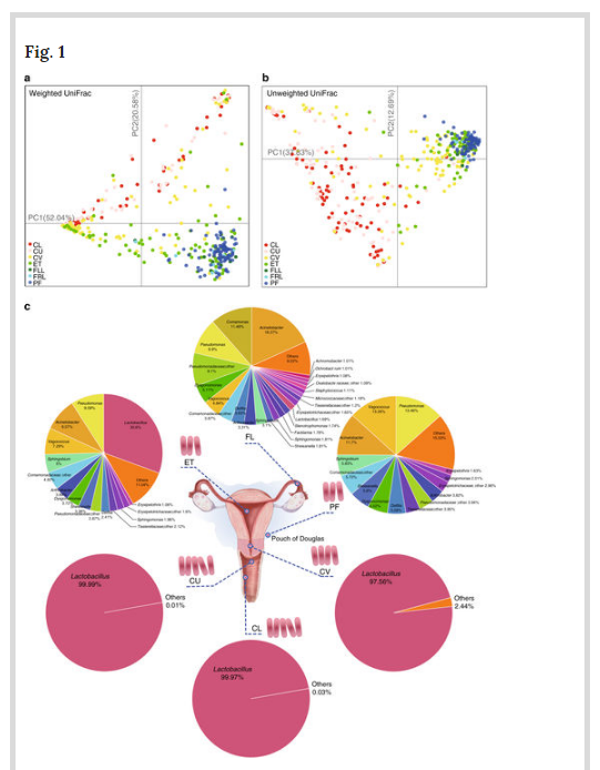 女性生殖器是什么样子