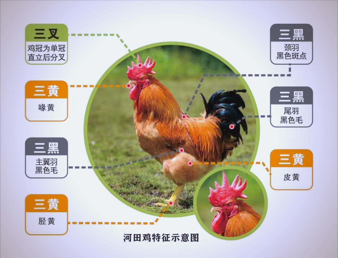 田鸡的营养价值及功效